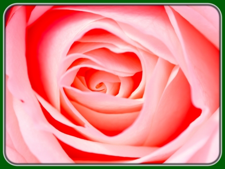 Closeup of Pink Rose Petals