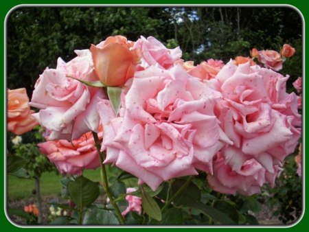 Bunch of Pink Roses in Tree