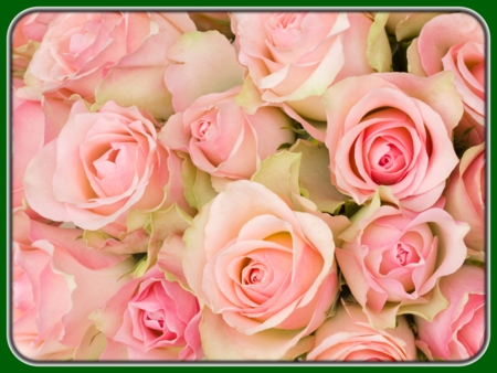 Closeup of Pink Roses