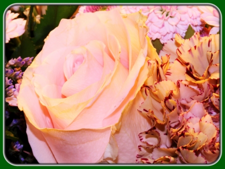 Closeup of Yellow-pink Roses