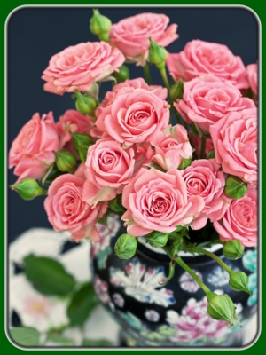 Fresh Pink Roses in Ceramic Pot