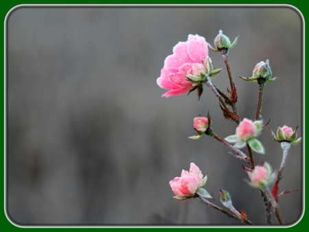 Frosted Pink Roses with Buds