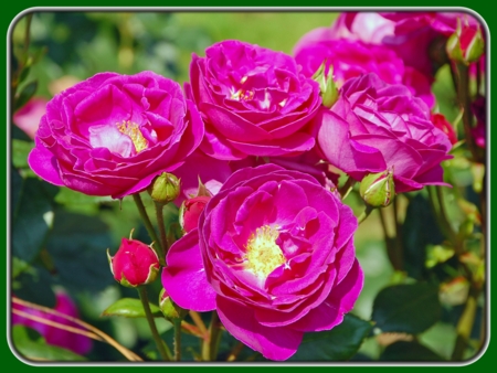 Dark Pink Roses in Garden at Sunrise