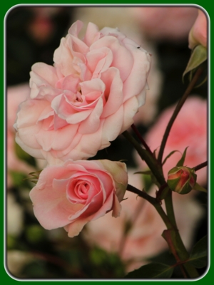 Pink Rose with Blooming Bud in Garden