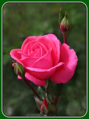 Single Blooming Pink Rose with Buds in Garden