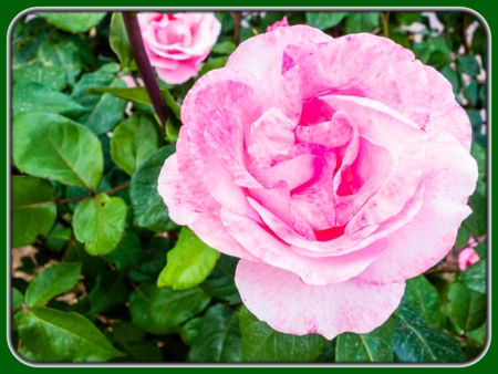 Pink Rose in Garden