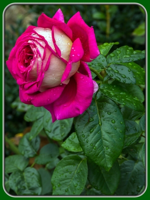 Single Dark Pink Rose