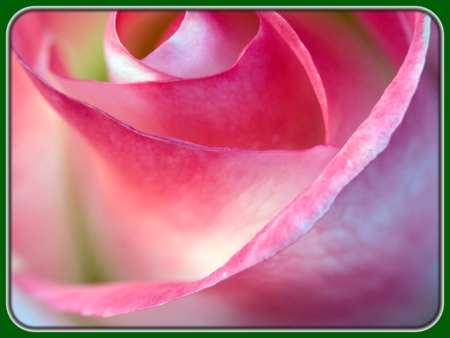 Pink Rose Petals Closeup