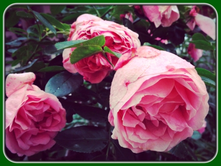 Pink Roses in Garden at Dusk