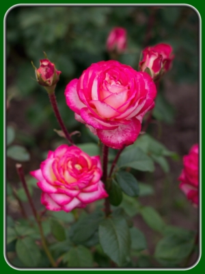 Pink Roses with Buds in Garden