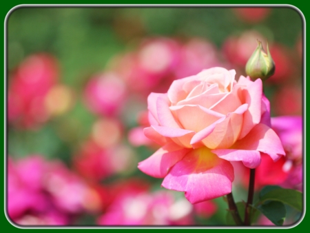 Pink Roses with Buds in Garden at Dusk