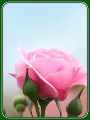 Single Pink Rose with Buds