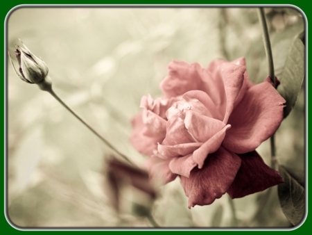 Single Pink Rose with Buds in Garden