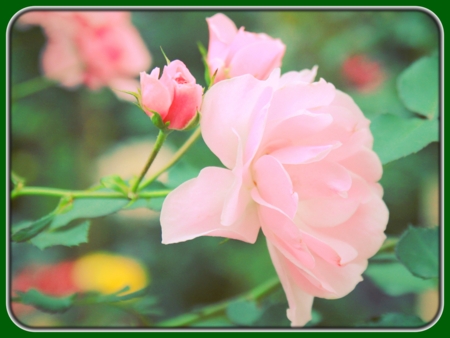 Single Pink Rose with Buds in Garden on Tree