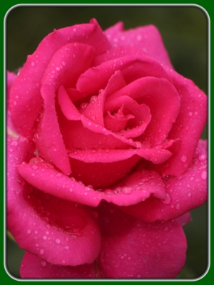 Single Pink Rose with Dew Drops