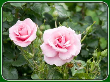 Two Pink Roses with Buds in Garden