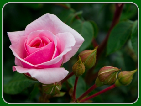 Single Pink Rose with Buds in Evening