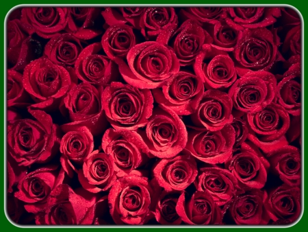 Bunch of Fresh Red Roses