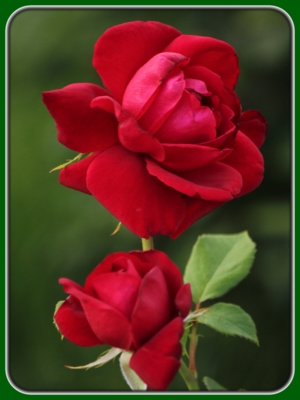 Two Blooming Red Roses in Garden