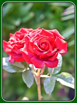 Two Red Roses in Garden