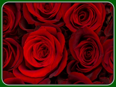 Bunch of Red Roses Closeup