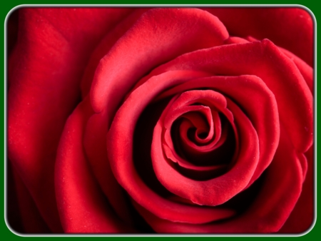 Red Roses Closeup