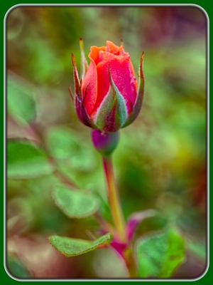 Red Roses