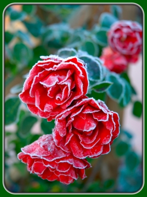 Frosted Red Roses