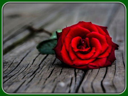 Single Red Rose on Table