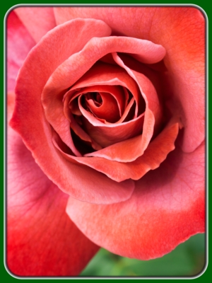 Single Red Rose Closeup