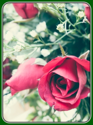 Red Roses with Bud in Garden