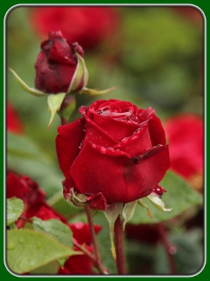 Single Red Rose with Bud