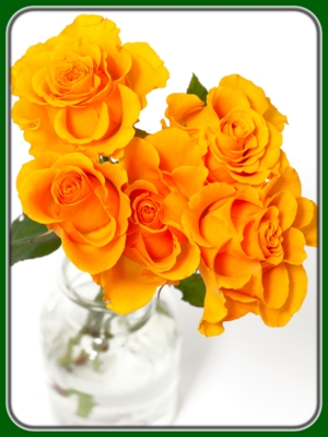 Orange Roses in Glass Vase