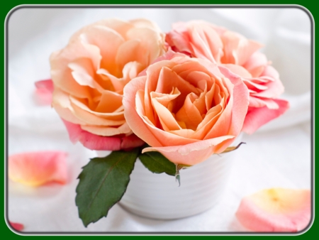 Peach-pink Roses in White Mug