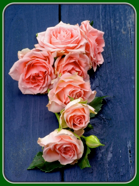 Peach Roses on Wooden Table