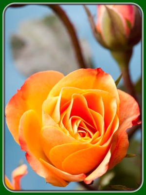 Single Orange Rose