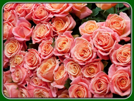 Bunch of Peach Orange Roses