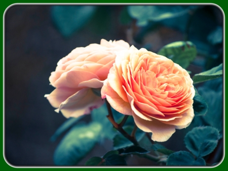 Peach-orange Roses in Garden