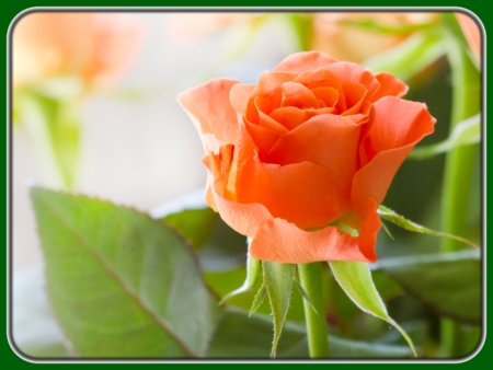 Peach-orange Roses