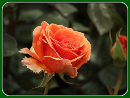 Single Bloomed Orange Rose with Bud