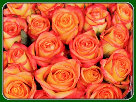 Bouquet of Fresh Orange Roses