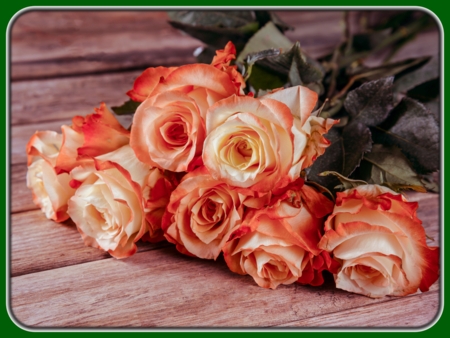 Peach-orange Roses on Table