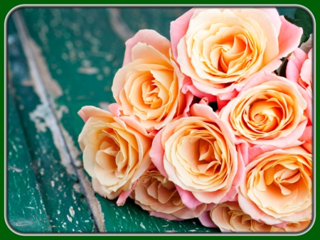 Peach-pink Roses on Table
