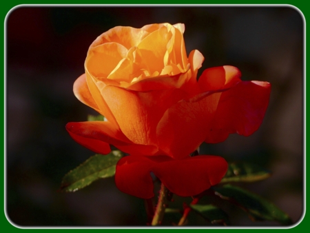Single Orange Rose at Sunrise