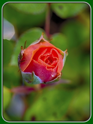 Single Blooming Orange Rose Bud