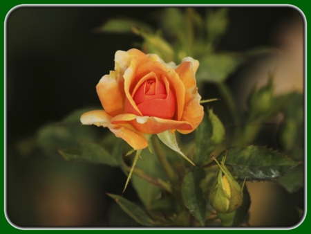 Single Blooming Orange Rose