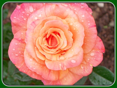 Single Orange Rose with Dew Drops