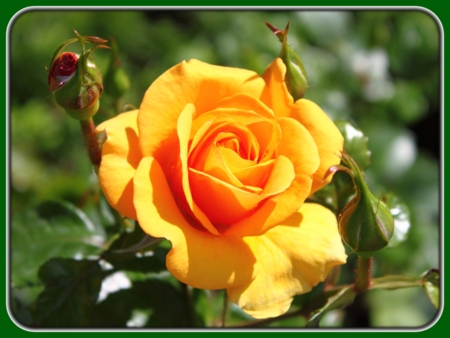 Single Orange Rose with Buds at Sunrise