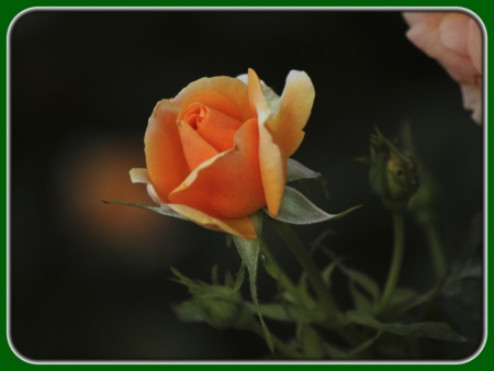 Single Blooming Orange Rose at Dusk