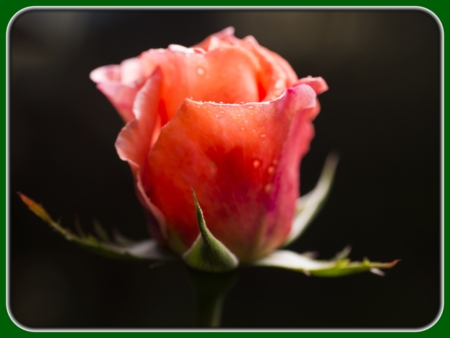 Single Orange Rose Bud with Dew Drops